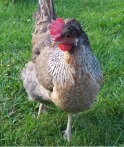 One of our hens